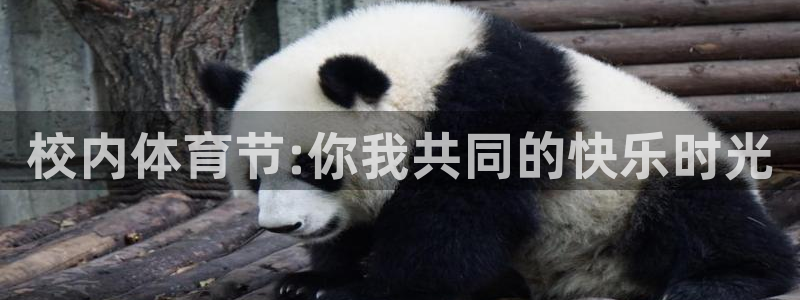 球速体育是骗局吗：校内体育节:你我共同的快乐时光